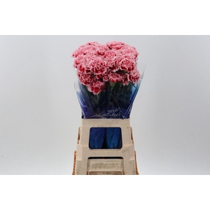Dianthus ST 'Cheerio'