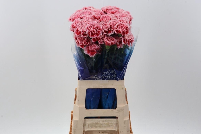 <h4>Dianthus ST 'Cheerio'</h4>
