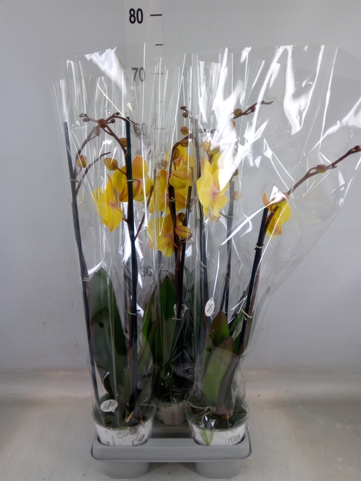 <h4>Phalaenopsis  'Manta Palau'</h4>
