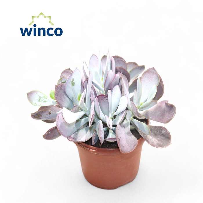 <h4>Cotyledon Karoo (Pink Leaf)</h4>