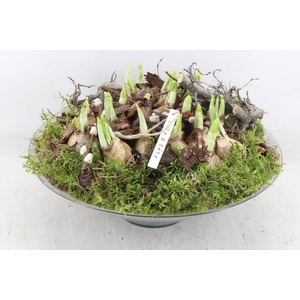 arr4 Narcis PL - Glas schaal 30cm