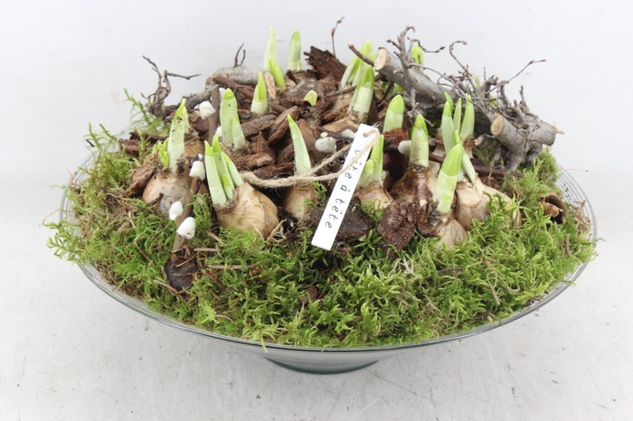 <h4>arr4 Narcis PL - Glas schaal 30cm</h4>