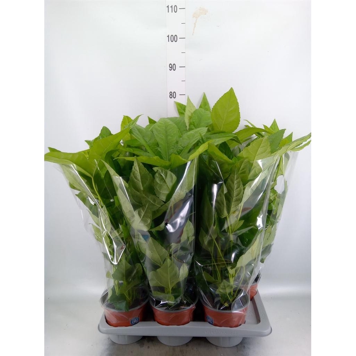 <h4>Fatsia japonica   ...</h4>