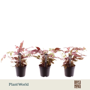 Pteris cretica 'Albolineata' 7 cm Make-Upz Roze