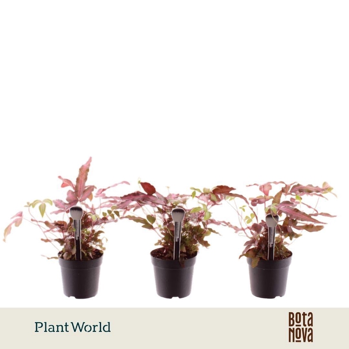 <h4>Pteris cretica 'Albolineata' 7 cm Make-Upz Roze</h4>