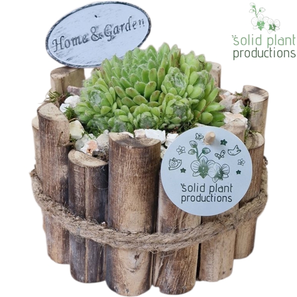 SMP009 Milano Small Sempervivum