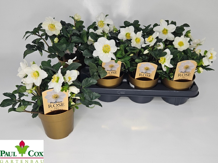 <h4>HELL NI CHR CAROL</h4>