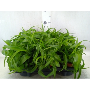 Chlorophytum com. 'Green Bonnie'