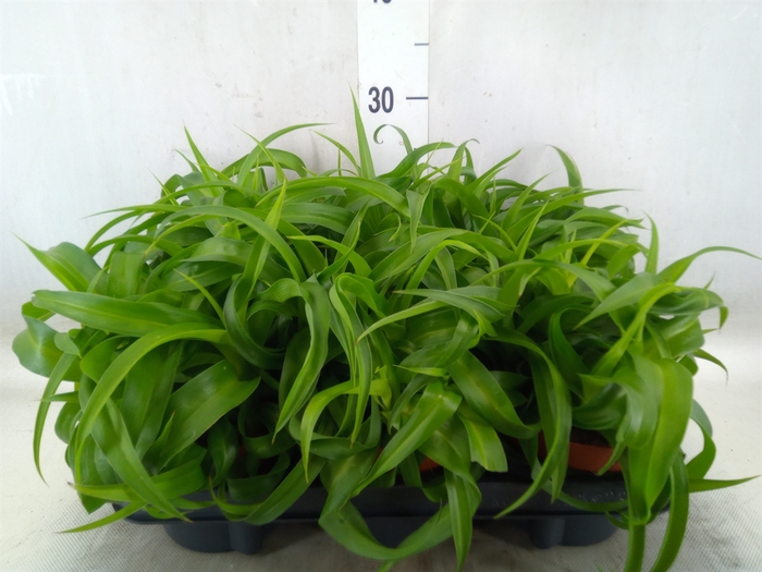 <h4>Chlorophytum com. 'Green Bonnie'</h4>