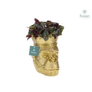 Gorilla goud met kroon en fittonia