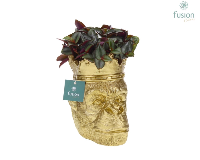 <h4>Gorilla goud met kroon en Peperomia</h4>