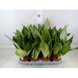 Sansevieria trifa. 'Moonshine'