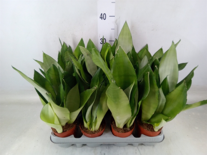 <h4>Sansevieria trifa. 'Moonshine'</h4>