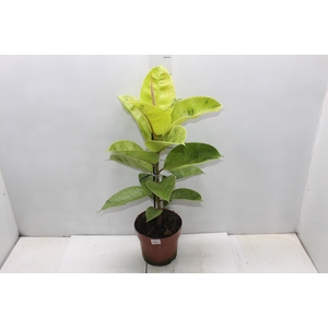 FICUS ELASTICA SHIVEREANA MOONSHINE P17