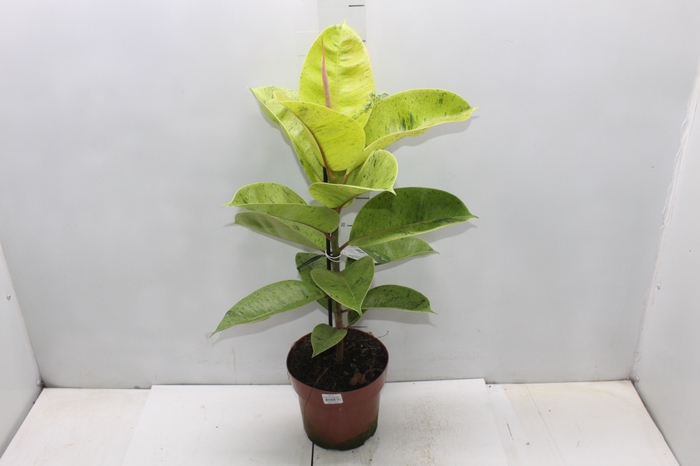 <h4>FICUS ELASTICA SHIVEREANA MOONSHINE P17</h4>