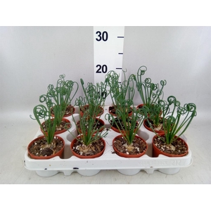 Albuca spiralis 'Frizzle Sizzle'