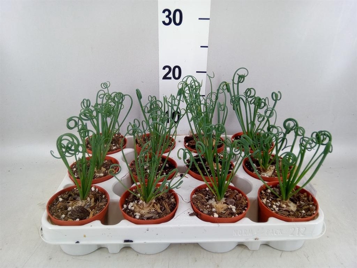 <h4>Albuca spiralis 'Frizzle Sizzle'</h4>
