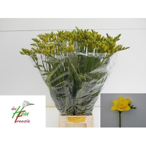 Freesia du Boulevard