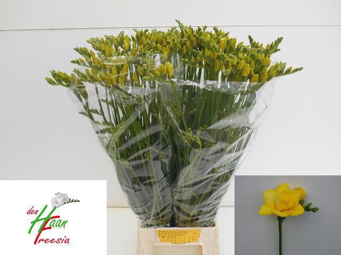<h4>Freesia du Boulevard</h4>