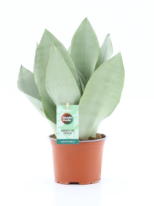<h4>Sansevieria Moonshine</h4>