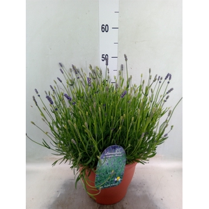 Lavandula angus. 'Hidcote'
