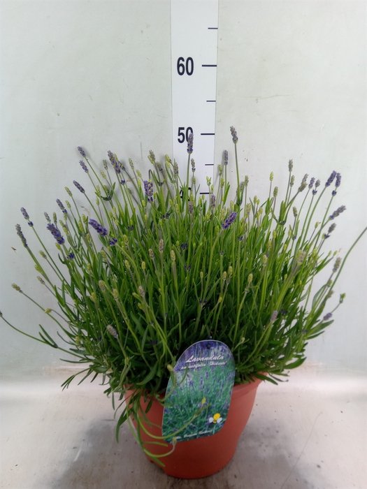 <h4>Lavandula angus. 'Hidcote'</h4>