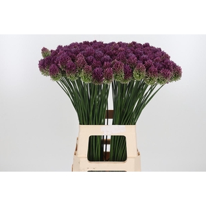 Allium Sphaerocephal (kogel)