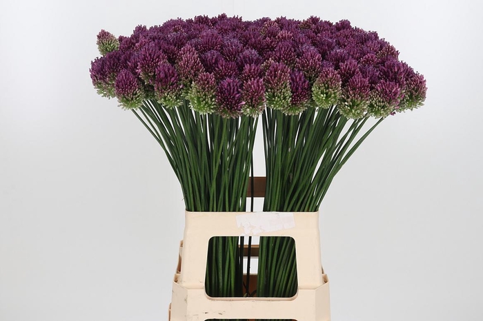 Allium Sphaerocephal (kogel)