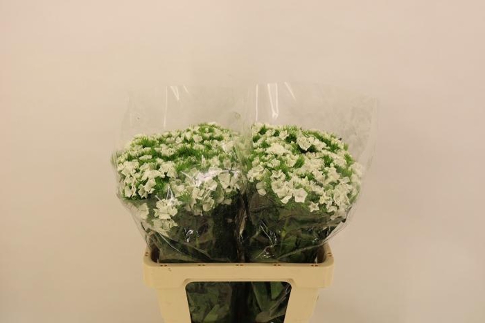 <h4>DI BARB DUKE BRE</h4>