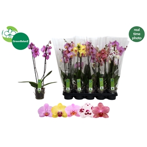 PHAL GEM 5 KL