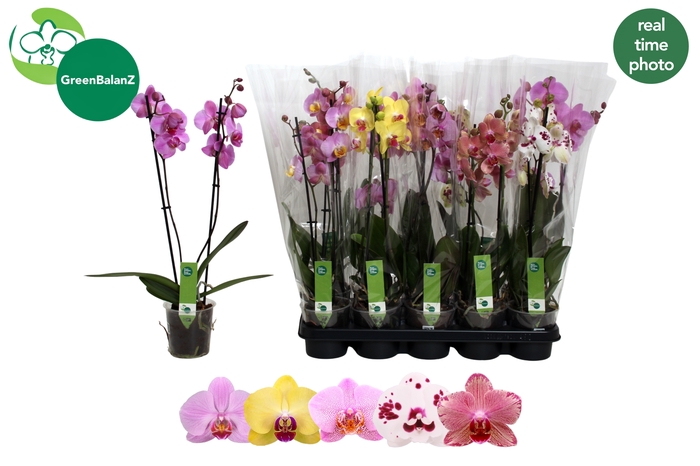 <h4>PHAL GEM 5 KL</h4>