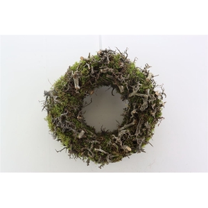 Wr Moss Bonsai 45cm