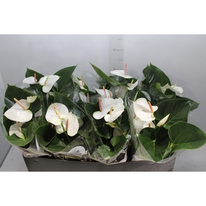 ANTHURIUM WHITE WINNER P15 BRANCO