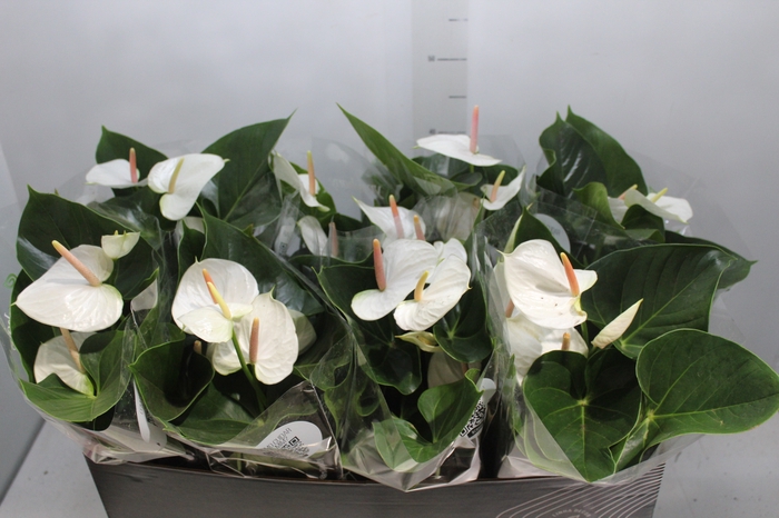 <h4>ANTHURIUM WHITE WINNER P15 BRANCO</h4>