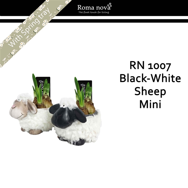 <h4>1007 - Black white sheep mini (Tete a Tete)</h4>