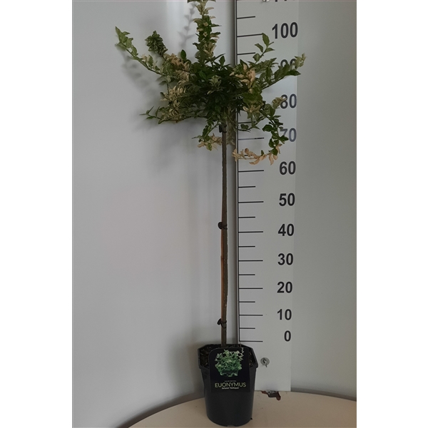 <h4>Euonymus for. Harlequin</h4>