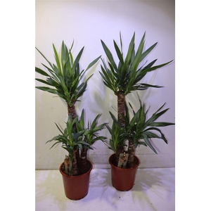 Yucca
