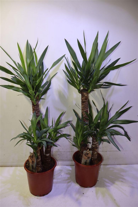 <h4>Yucca</h4>
