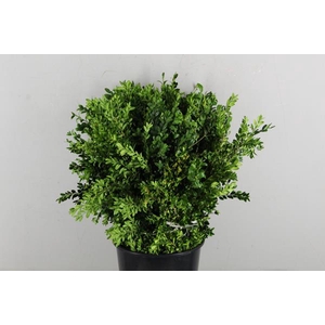 Buxus Bs 400g