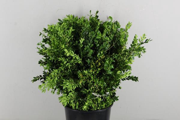 Buxus Bs 300g