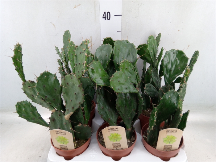 <h4>Opuntia</h4>