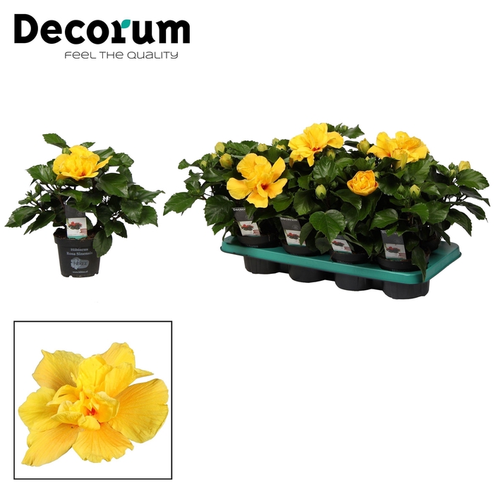 <h4>Decorum Hibiscus Koenig geel dubbelbloemig</h4>