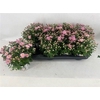 Chry Parad Pink