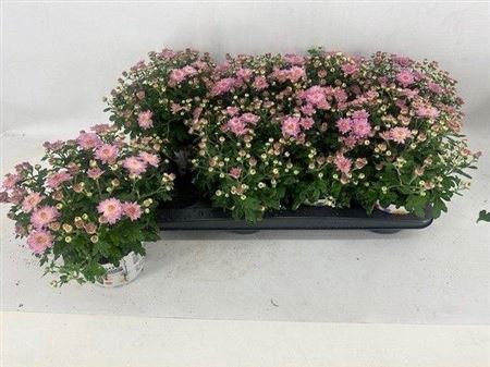 Chry Parad Pink