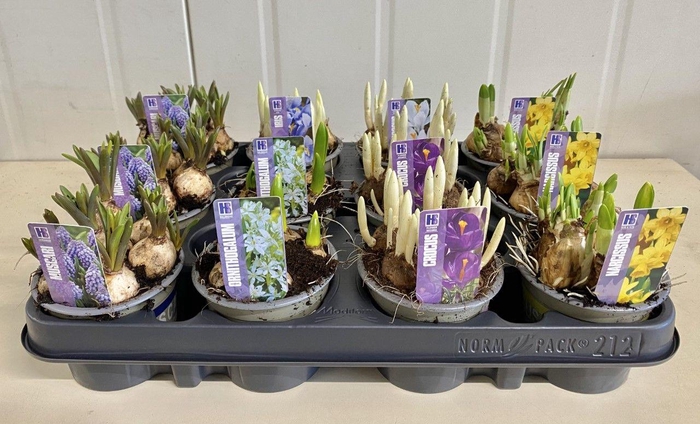 <h4>Bolbloemen gemengd 9 cm</h4>