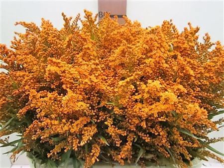 <h4>Solidago Oranje</h4>