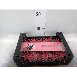 Tillandsia ionantha