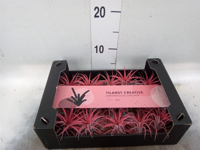 <h4>Tillandsia ionantha</h4>