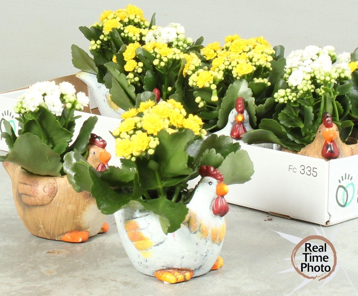 <h4>ARR KAMERPL</h4>