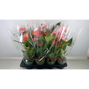 Anthurium andr. 'Colorado'